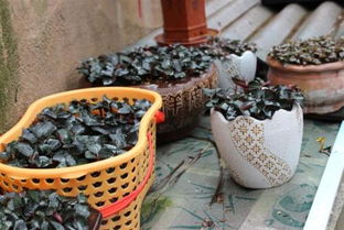 金線蓮不適宜人群及食用農(nóng)產(chǎn)品初加工注意事項