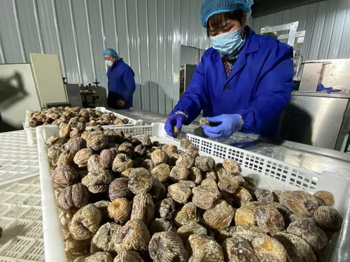 陜西大荔農產品深加工 華麗轉身，身價倍增，20多個新品種走紅春節市場