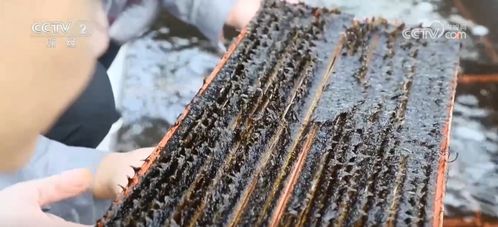 采收時節產銷旺，初加工串起特色農產品致富路