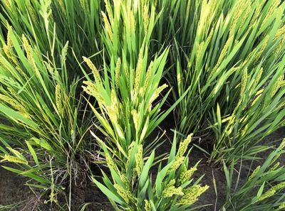 安心餐桌，品質(zhì)守護(hù)——寧海新一批無公害農(nóng)產(chǎn)品及初加工品名單公布